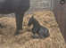 Friesian filly foal