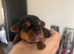Yorkshire terrier puppies
