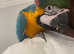 Baby HandReared Super Tame Affectionate Blue & Golden Macaw Parrot