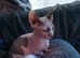 Bambino sphynx female kitten cat