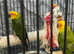 Baby Stunning Sun Conure Parrot,29