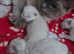 Beautiful ragdolls to reserve