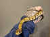Female False Water Cobra