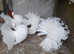 PURE WHITE FANTAIL DOVES/PIGEONS
