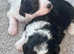 Beautiful Borderdoodle puppies