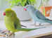 Stunning very young blue and green ringnick
