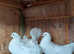 this birds for sale good health