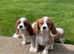 Pedigree cavalier king Charles