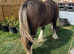 2yo Silver Bay Cob Gelding