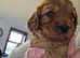 F1 cavapoo puppies