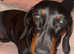 Miniature Dachshund