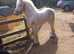Mini Cob for sale