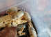 Isopods