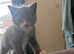 Half russian blue