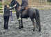 Stunning Friesian X 7yr old mare 14.3/15hh project open to sensible offers
