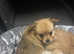 Beautiful 4 female pomchis