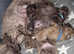 stunning shihpoo puppies
