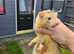 Young Ferrets forsale