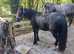 A brilliant lead rein pony 11.2