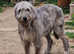 KC irish wolfhound cross All reserved