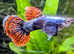 High quality True lines Guppy Pairs collect or delivered