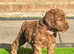 Stunning Australian Double Doodle Puppies