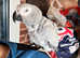 Hand tamed African gray parrot