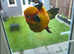 Super tame Sun Conure