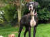 Superb Home bred Health Tested KC Dane pups