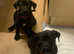 2 female pups