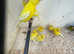 Raza canaries