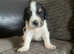 2 cocker spaniel puppies left