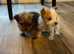 Jack Russell X Norfolk Terrier puppies