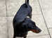 Dobermann puppies for sale