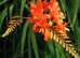 FREE! Orange Monbretia