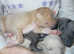Italian Greyhound Puppies (only 2 boys left)