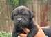 Beautiful Cane Corso Puppies