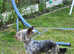 Yorkshire Terrier blue merle boy