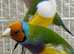 Gouldians and parrot finches