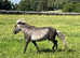 Silver dapple American miniature mare
