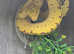 Biak Green Tree Python at Birmingham Reptiles