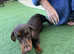Dachshund puppy
