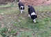 Aust Shep x Collie