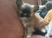 Stunning chihuahua long hair fluffy girl puppy
