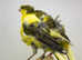 Canaries
