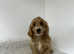 Beautiful cockapoo boy ready now