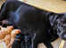 Beautiful Family Raisied KC Labrador Puppies - Needing Forever Homes