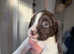READY NOW * 3 left* spanador puppies