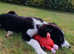 Lovely male pup RESERVED
