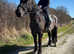Stunning safe 15.2 noriker gelding